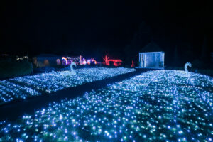 Swan lake light display