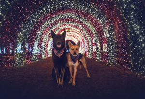 Dogs Enjoying the Candy Cane Tunnel